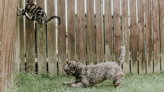 Hund Jagd Katze den Zaun hoch