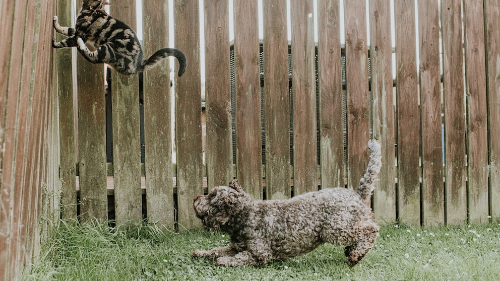 Hund Jagd Katze den Zaun hoch