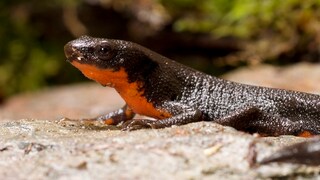 Ein Japanischer Feuerbauchmolch sitzt auf einem Stein im Terrarium