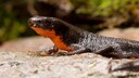Ein Japanischer Feuerbauchmolch sitzt auf einem Stein im Terrarium