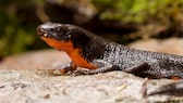 Ein Japanischer Feuerbauchmolch sitzt auf einem Stein im Terrarium