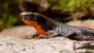 Ein Japanischer Feuerbauchmolch sitzt auf einem Stein im Terrarium