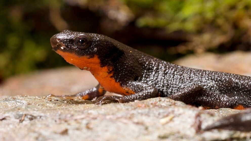 Ein Japanischer Feuerbauchmolch sitzt auf einem Stein im Terrarium