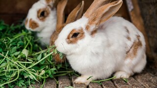 Drei Kaninchen mümmeln Grünzeug in artgerechter Haltung