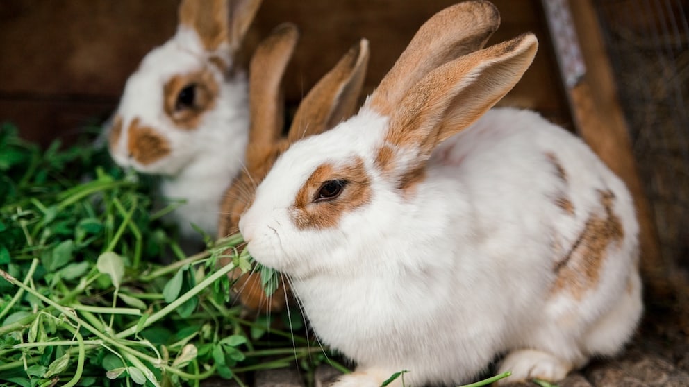 Drei Kaninchen mümmeln Grünzeug in artgerechter Haltung