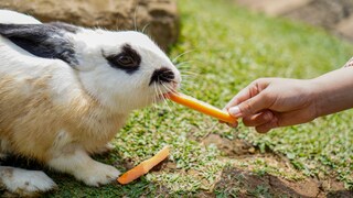 Kaninchen wird mit Karotten gefüttert