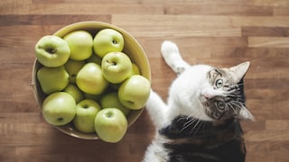 Katze liegt neben einer Schüssel voll mit Äpfeln