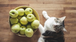 Katze liegt neben einer Schüssel voll mit Äpfeln