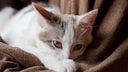 Anämie bei der Katze