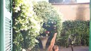Katze besucht Nachbarin im Hinterhof