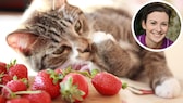 Katzen Erdbeeren fressen