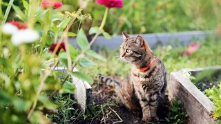 Getigerte Katze sitzt im Gartenbeet