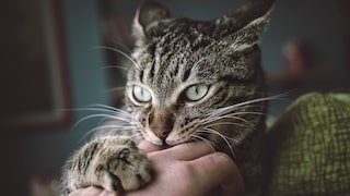 Grau getigerte Katze beißt in eine Hand