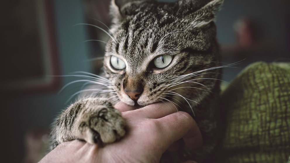 Grau getigerte Katze beißt in eine Hand