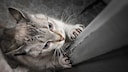 Katze kratzt am Türrahmen