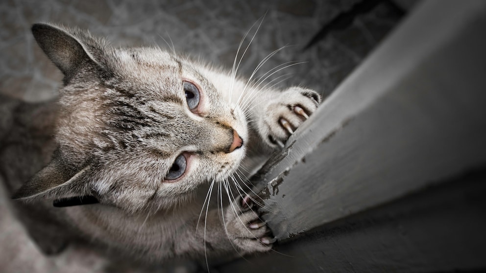 Katze kratzt am Türrahmen