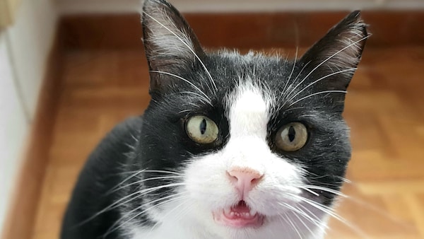Katze in einer Küche miaut Mensch hinter der Kamera an
