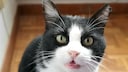 Katze in einer Küche miaut Mensch hinter der Kamera an
