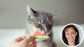 Katze frisst ein Stück Wassermelone