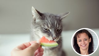 Katze frisst ein Stück Wassermelone