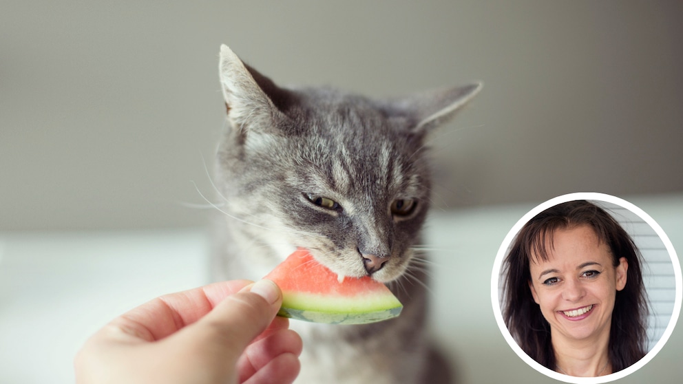 Katze frisst ein Stück Wassermelone