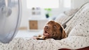 Hund sitzt vor einem Ventilator