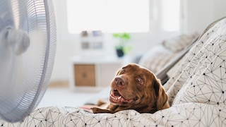 Hund sitzt vor einem Ventilator