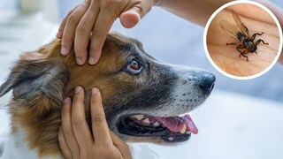 Die Hirschlausfliege ist in Deutschland auf dem Vormarsch und kann Hunde und Menschen befallen