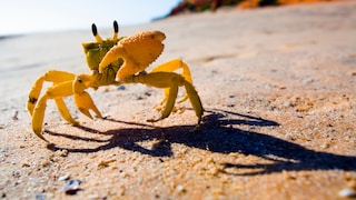 Gelbe Krabbe läuft über den Sand