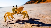 Gelbe Krabbe läuft über den Sand