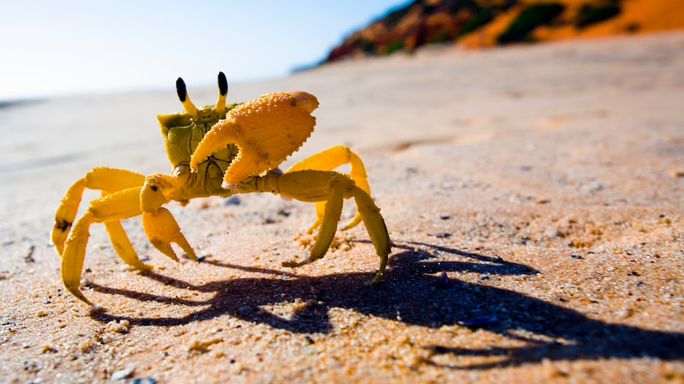 Gelbe Krabbe läuft über den Sand