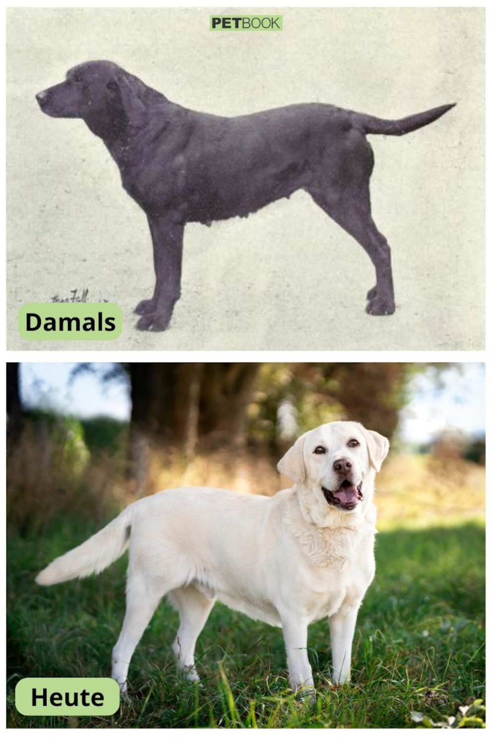 Collage aus Labrador Retriever heute und vor 120 Jahren