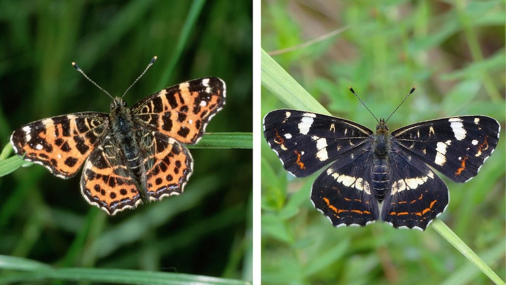 Beim Landkärtchen ist die Grundfarbe der Frühjahrsgeneration braun (links) während die Generation im Sommer schwarz ist. Lange Zeit hielt man sie daher für zwei verschiedene Arten.