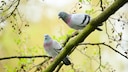 Tauben sitzen auf einem Ast im Wald