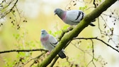 Tauben sitzen auf einem Ast im Wald