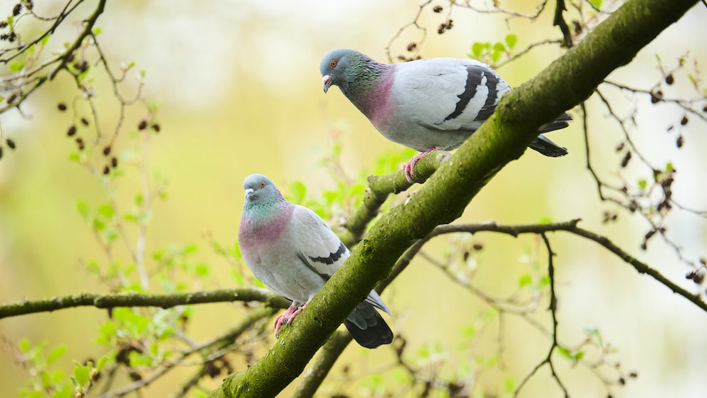 Tauben sitzen auf einem Ast im Wald