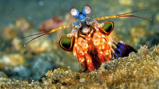 Ein Mantis Shrimp auf dem Meeresboden