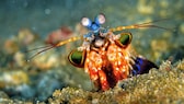 Ein Mantis Shrimp auf dem Meeresboden