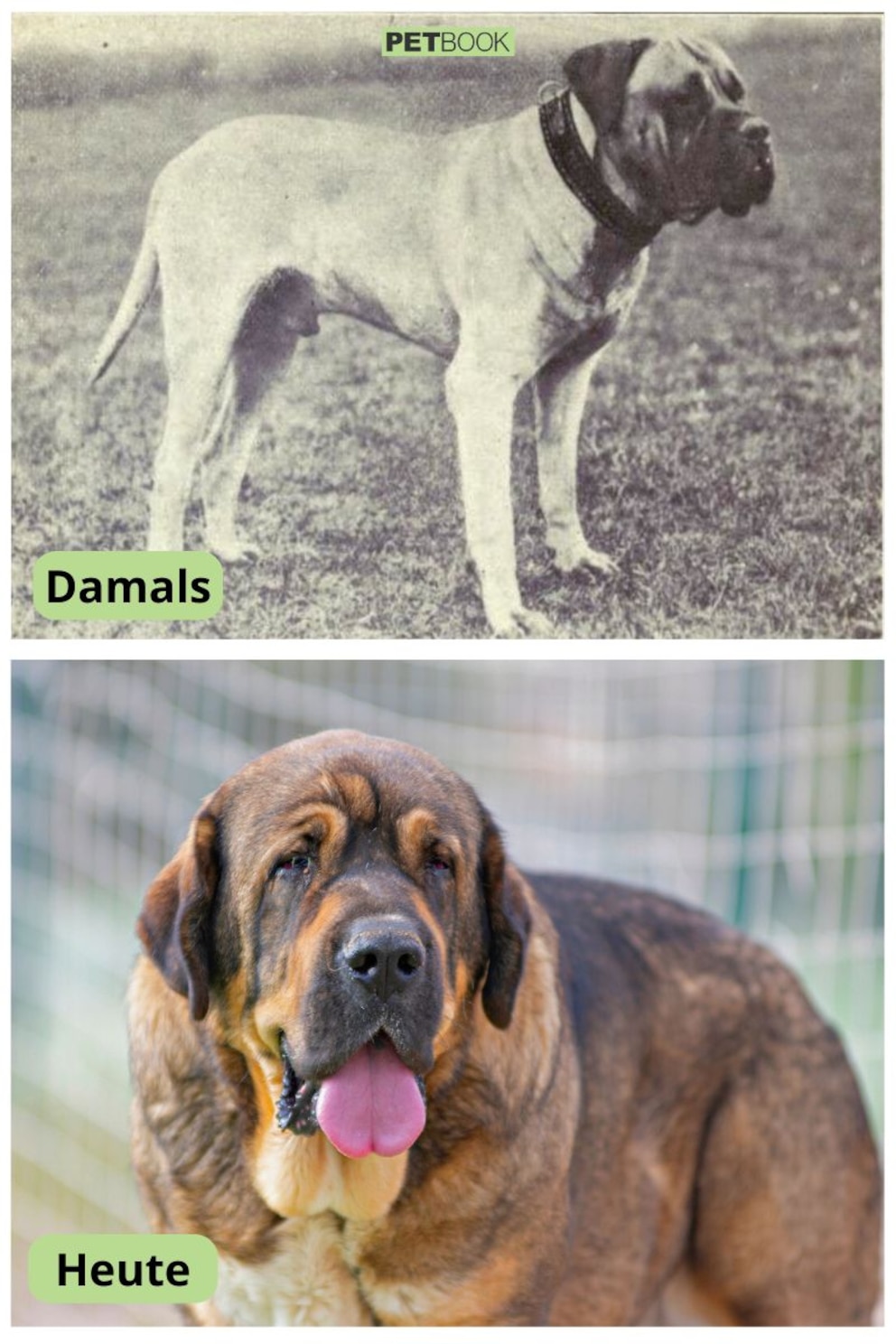 Collage aus Mastiff heute und vor 120 Jahren