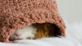 Texel-Meerschweinchen liegt im Nest
