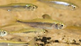 Elritze Aussehen, Verhalten und Pflege der Fische PETBOOK