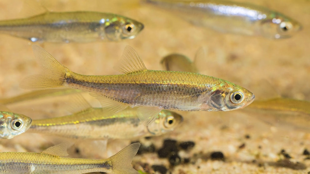 Ein kleiner Schwarm Moderlieschen in einem Aquarium