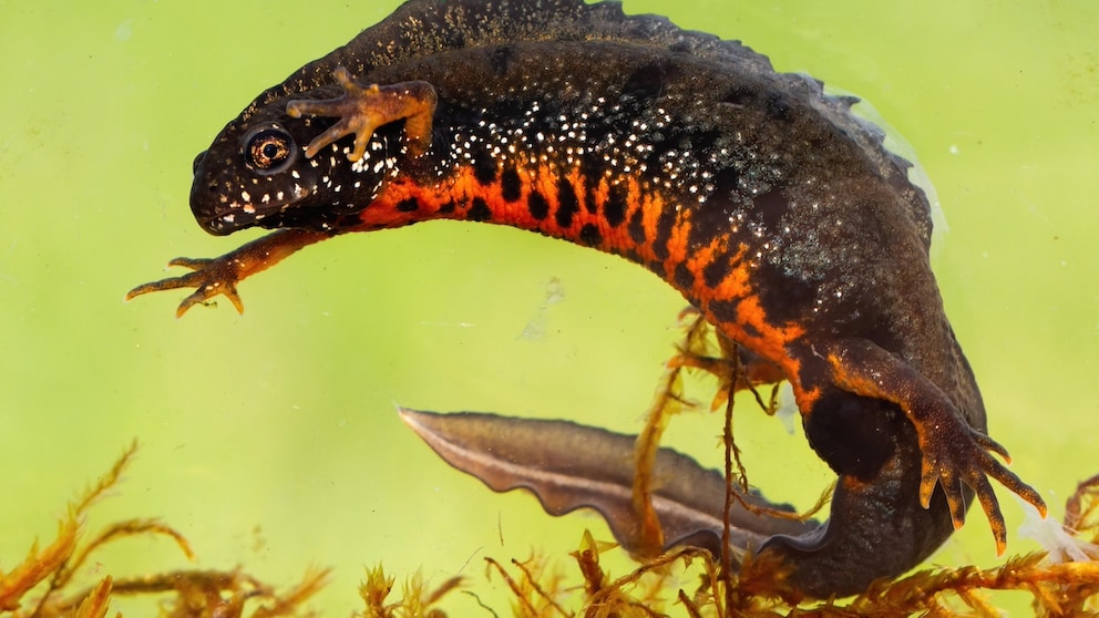 Ein Feuerbauchmolch im Aquarium