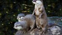 Otter