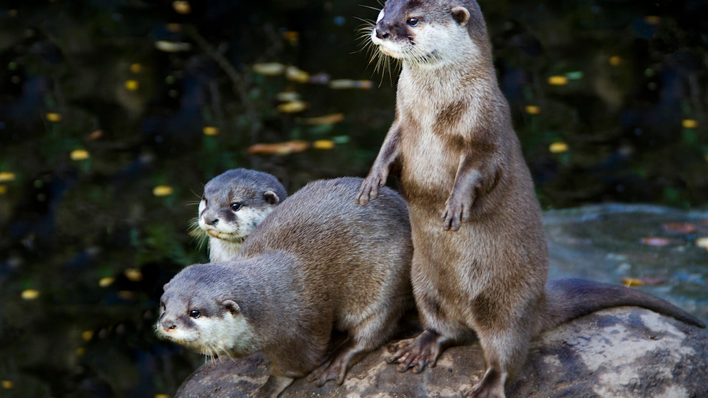 Otter