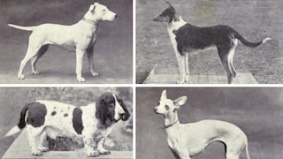 Historische Aufnahmen von vier Hunderassen aus dem Buch „Dogs Of All Nations“ von Walter Esplim Mason aus dem Jahr 1915