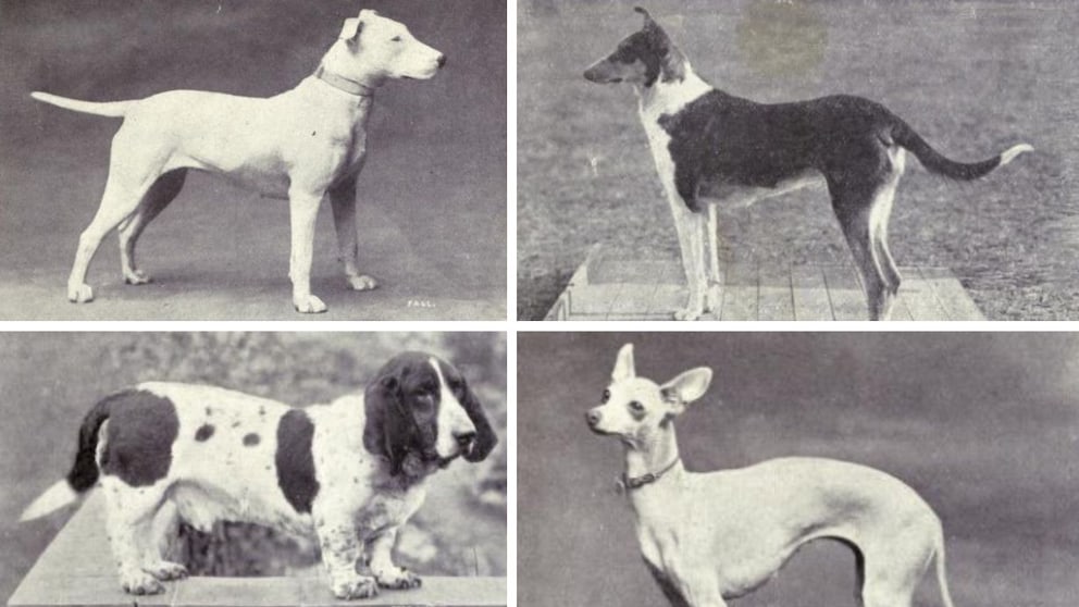 Historische Aufnahmen von vier Hunderassen aus dem Buch „Dogs Of All Nations“ von Walter Esplim Mason aus dem Jahr 1915