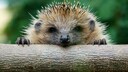 Igel schaut über einen Baumstamm