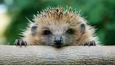 Igel schaut über einen Baumstamm