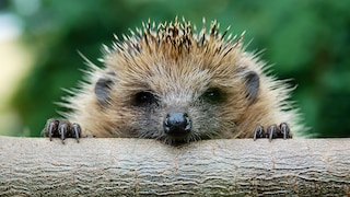 Igel schaut über einen Baumstamm